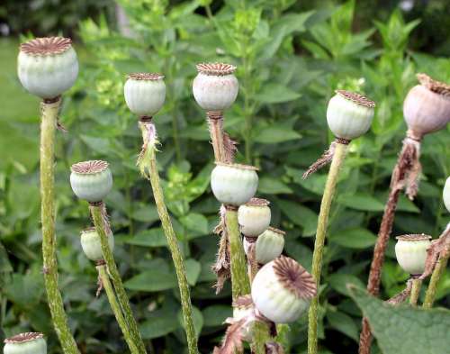 Poppy Poppy-Capsules Plant Seeds Nature Flower