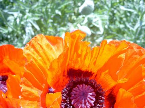 Poppy Garden Blossom Bloom Orange