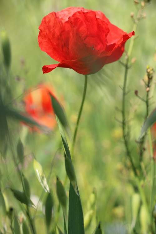 Poppy Flower Wildflower Red Blossom Bloom Nature