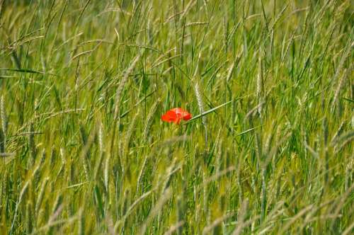 Poppy Flower Plant Corn Rye Field