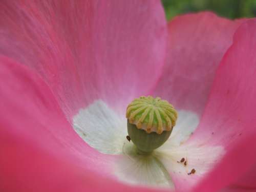 Poppy Flower Nature Macro Pink Blossom Bloom