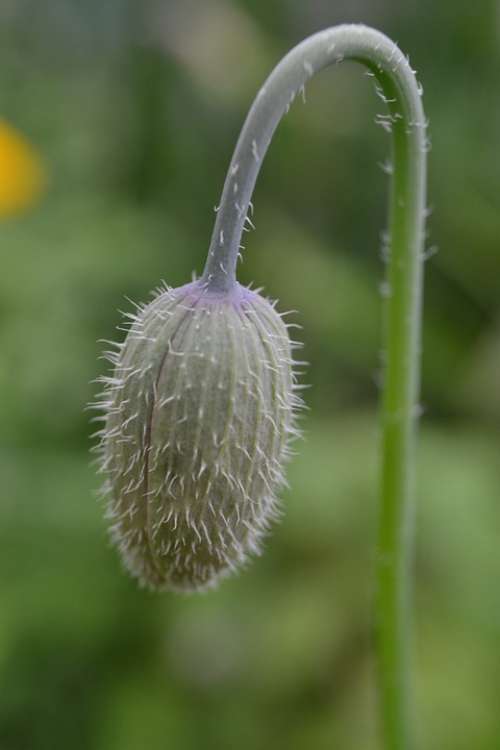 Poppy Bud Close-Up Wild Flower Hairs Stem