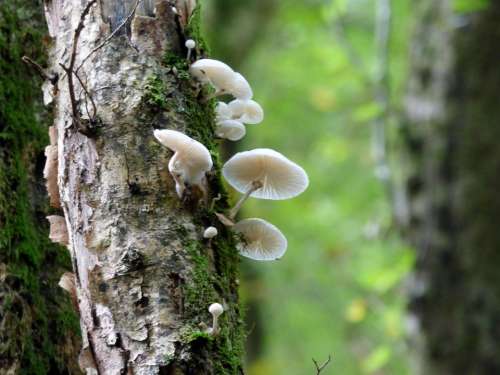 Porcelain Fungus Nature Forest