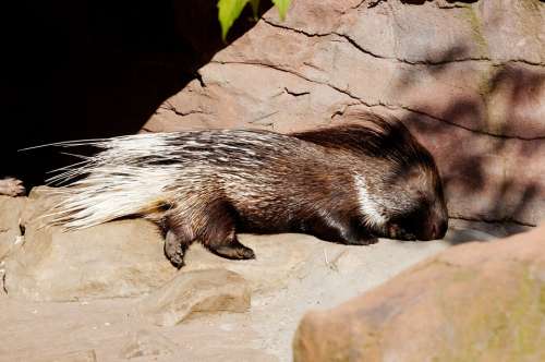 Porcupine Sleeping Enclosure Animal Zoo