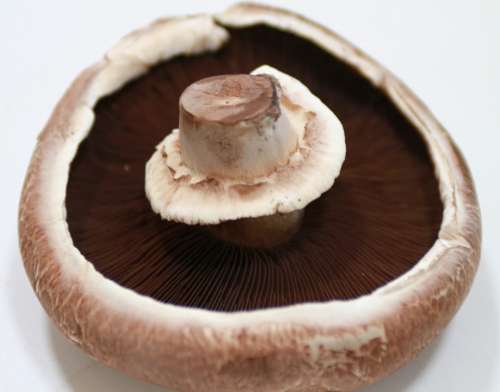 Portobello Mushroom Giant Mushroom Food