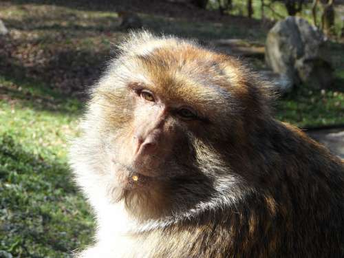 Portrait Monkey Barbary Ape Animal Animal Portrait