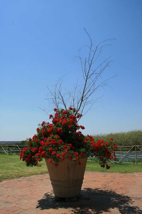 Pot Large Tall Bush Rose Red Branches Dried Out