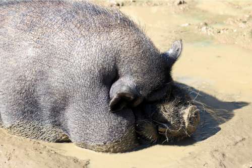 Pot Bellied Pig Pig Dozing Thick Relaxed Sun