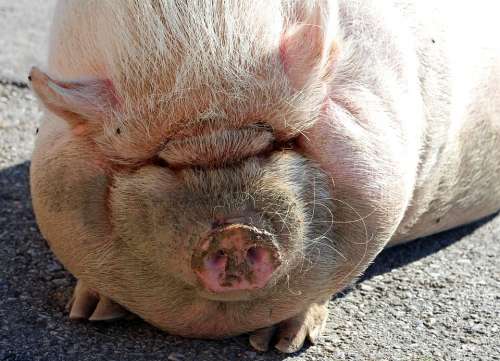Pot Bellied Pig Pig Sow Thick Animal Farm