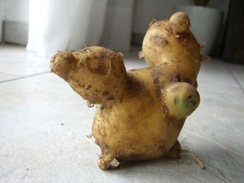 Potato Fruit Malformation Podgy Knubbel Squirrel