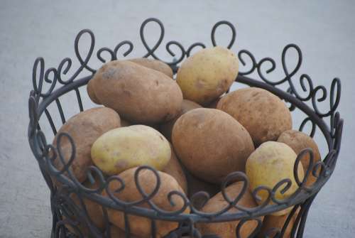 Potato Basket Food Vegetable Harvest Organic Raw