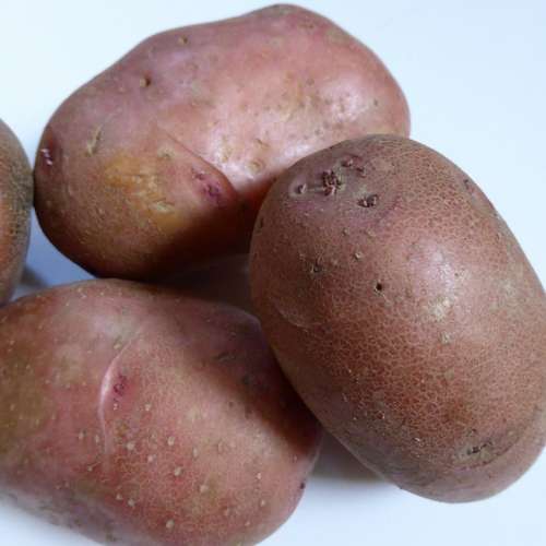 Potatoes Bio Nature Agriculture Vegetables Eat