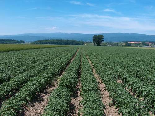 Potatoes Potato Field Agriculture