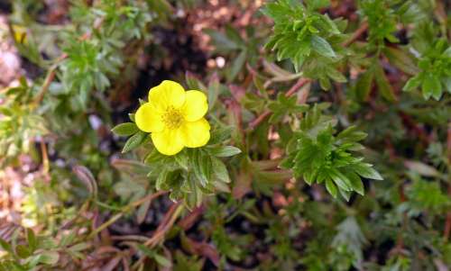 Potentilla Plant Flower Floral Yellow Blossom