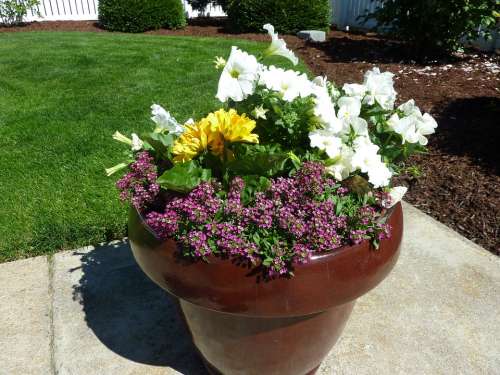 Potted Plant Plants Flowerpot Growing Growth Patio