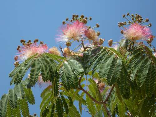 Powder Puff Shrub Bush Bloom Flowers Pink