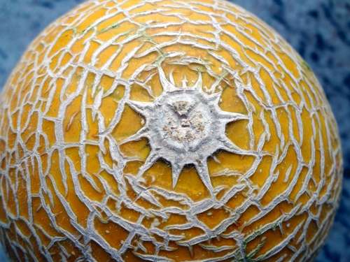 Power Melon Fruit Sun Form