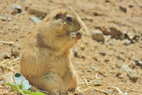 Prairie Dog Burrowing Rodent Zoo Animals Rodent