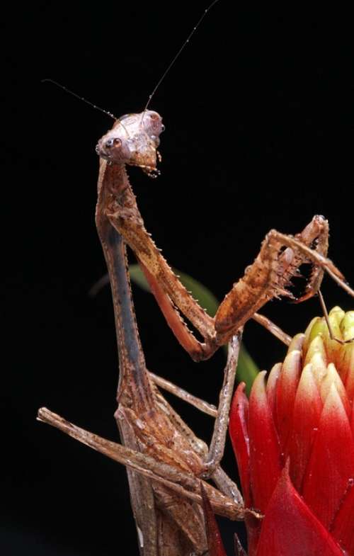 Praying Mantis Close-Up Macro Portrait Details