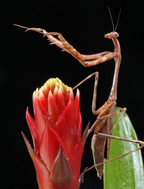 Praying Mantis Close-Up Macro Details Portrait