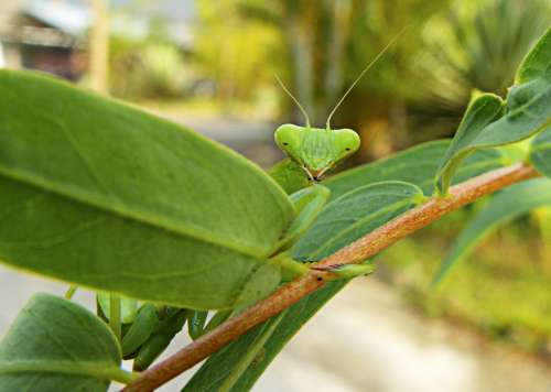Praying Mantis Green Flight Insect