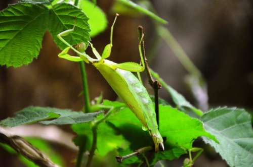 Praying Mantis Animal Leaf Camouflage Green