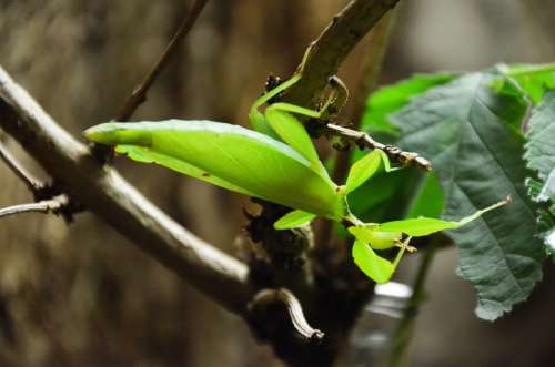 Praying Mantis Animal Leaf Camouflage