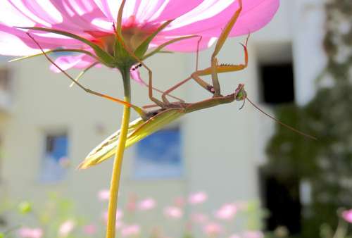 Praying Mantis Insect Green Blossom Bloom Flower