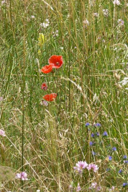 Pre Field Poppy Prairie Nature Flower Herbs