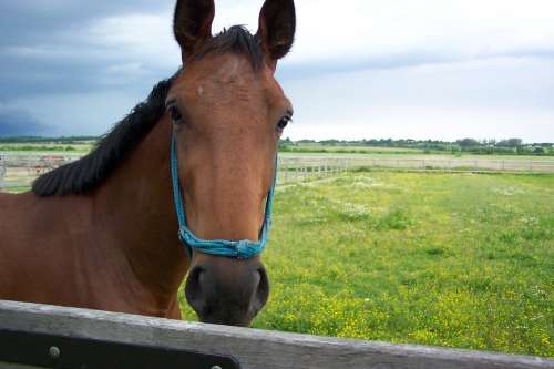 Precious People Hungary Horse Animal Horses