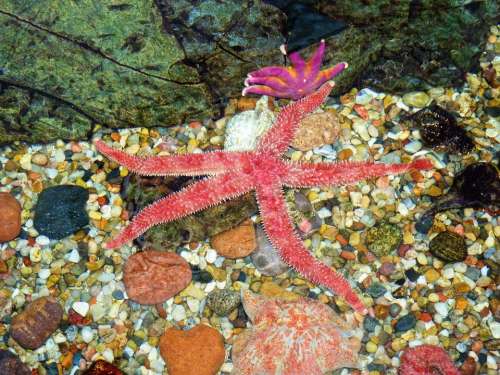 Pretty Starfish Water Aquarium Ocean Life