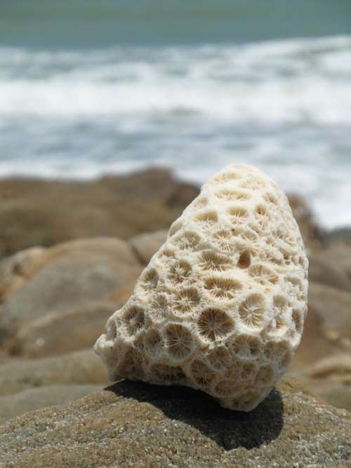 Pretty Coral Rocks Boulders Balance Pebble Sea
