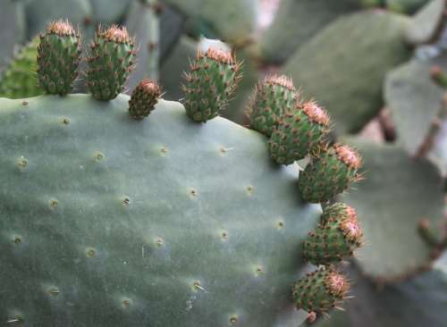 Prickly Pear Cactus Flower Cactus Stem Spur