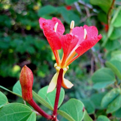 Pride Of The Cape Flower Bauhinia Red Bright