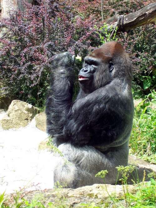 Primate Gorilla Ape Lord Leader Boss Debate