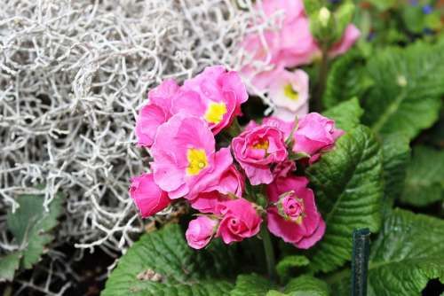 Primrose Pink Flower Spring Garden Plant
