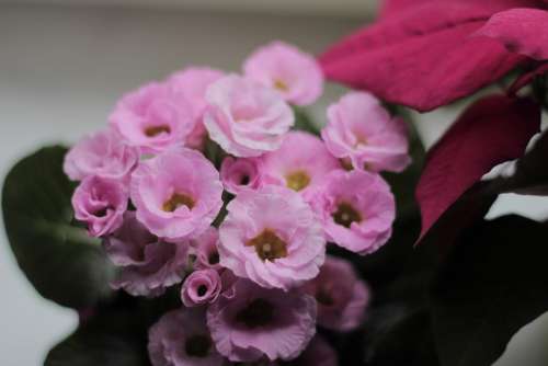 Primrose Flowers Plant Primula Vulgaris Bloom Pink