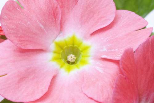 Primroses Primula Vulgaris Hybrid Pink Genus