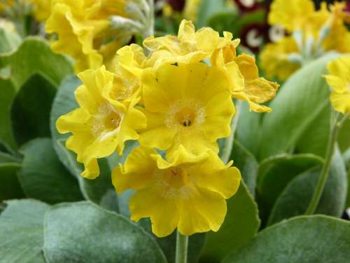 Primula Auricula Spring Flower Yellow