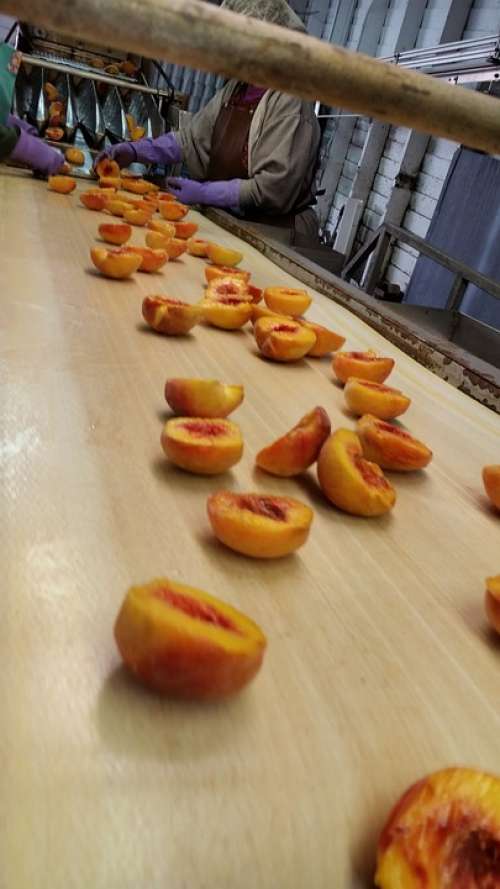 Processing Peaches Freestone Fruit Tree-Ripened