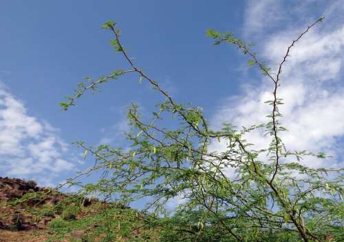 Prosopis Juliflora Plant Invasive Babool Weed