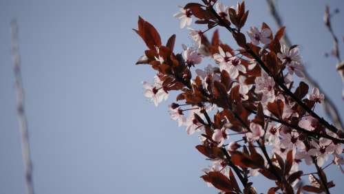 Prunus Serasifera Branch Blossom Bloom Tree