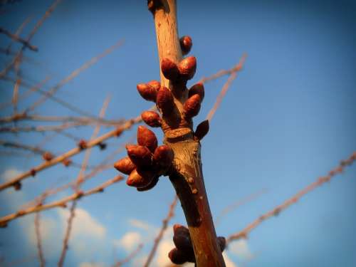 Prunus Spinosa Plant Bulb New Growth Sky Clouds