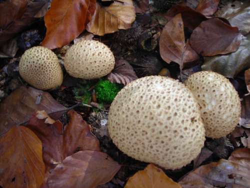Puffballs Mushrooms Golden October Autumn Leaves