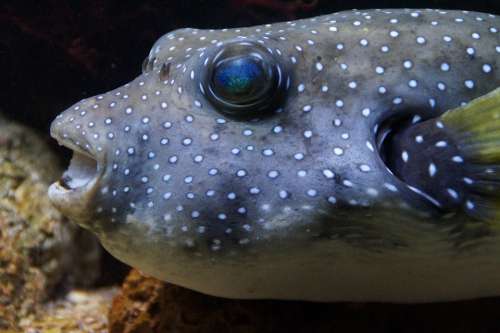 Puffer Fish Boxfish Fish Thick Underwater Swim