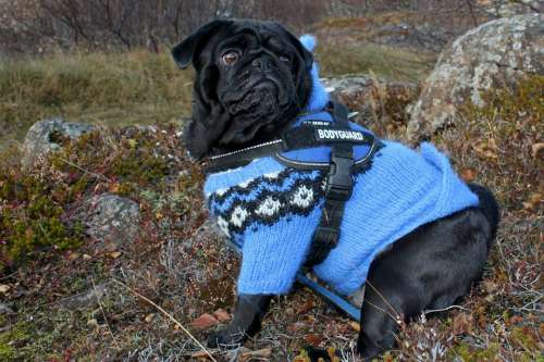 Pug Dog Clothing Blue Jacket Cute Canine