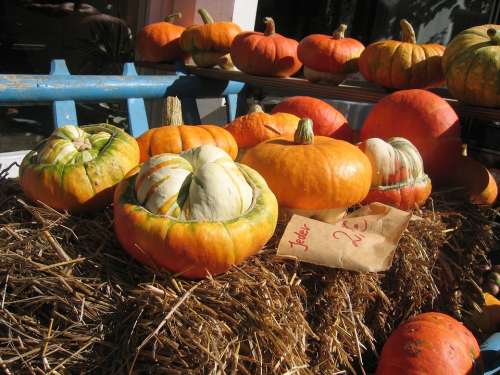 Pumpkin Gourd Autumn Yellow Orange Straw