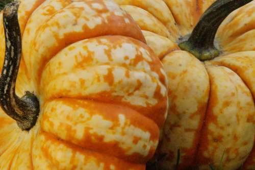 Pumpkin Gourd Autumn October Decorative Close Up