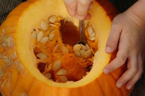 Pumpkin Pumpkins Orange Bright Autumn