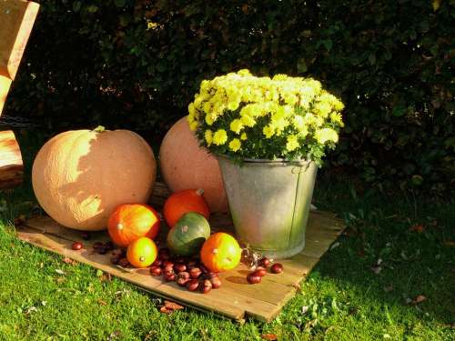 Pumpkin Flowers Plant Autumn Colorful Golden